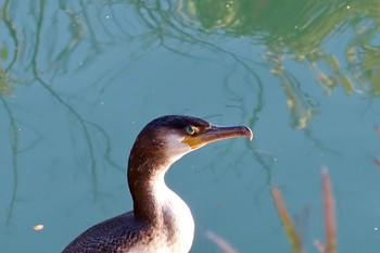 ウミウ 船橋市 2024年2月8日(木)