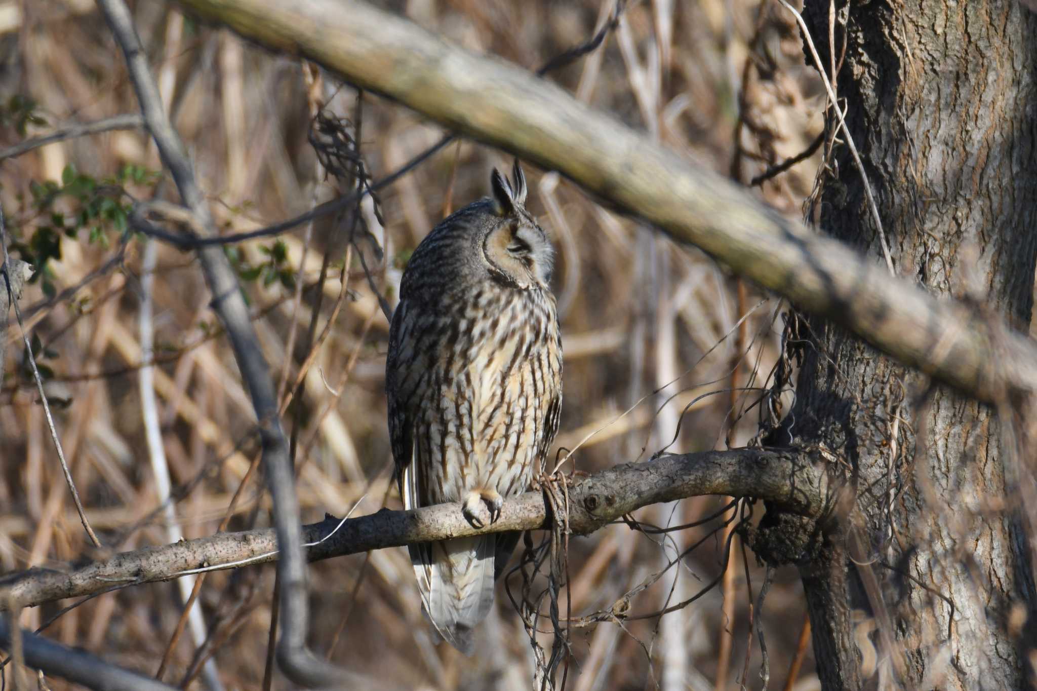 Long-eared Owl