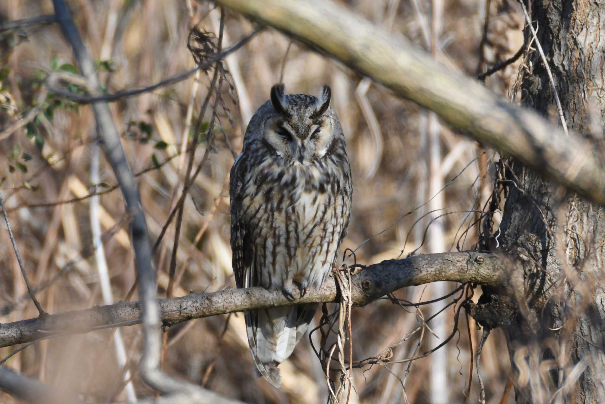 Long-eared Owl