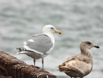 Glaucous-winged Gull Choshi Fishing Port Fri, 2/2/2024