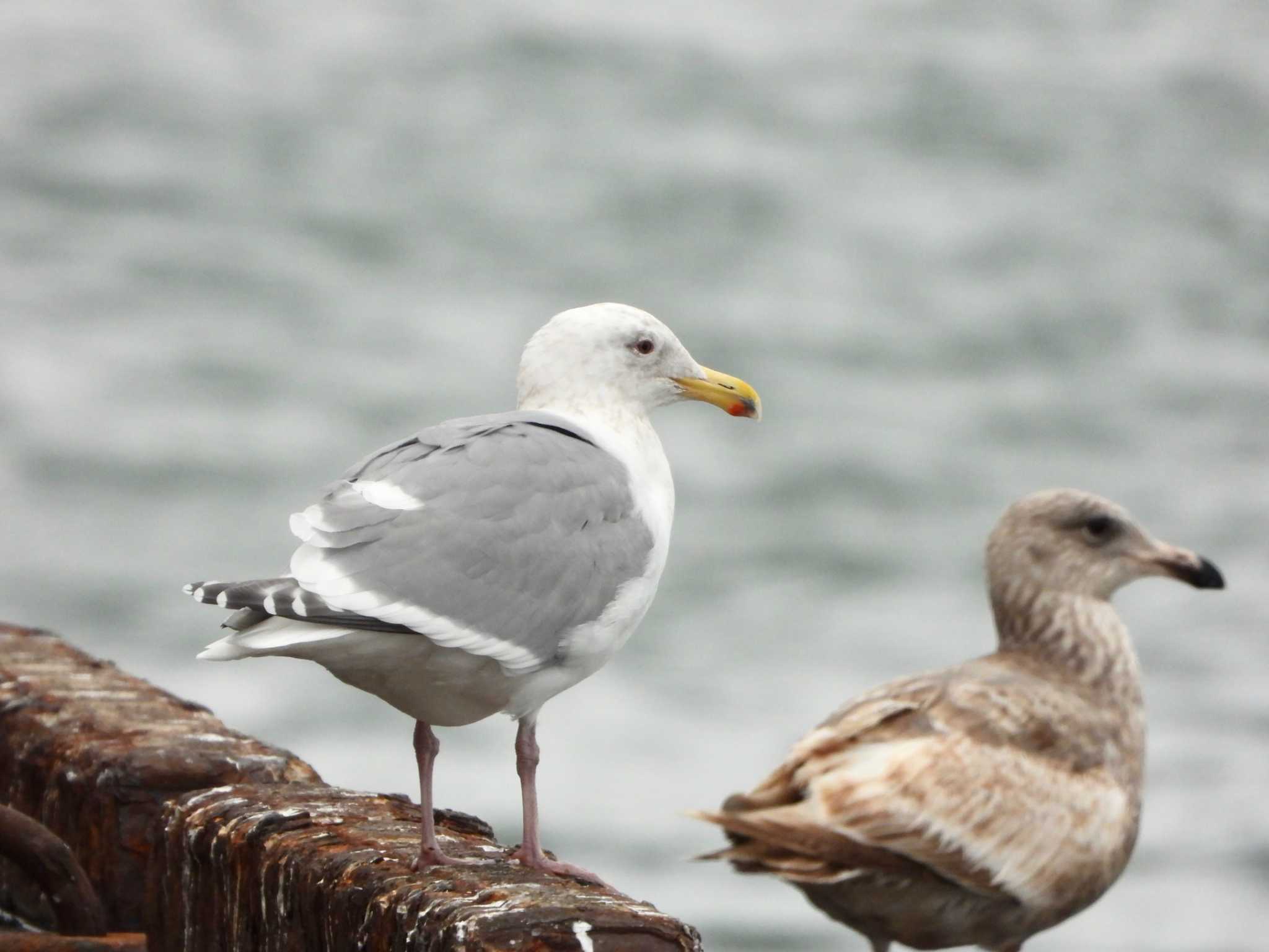 Photo of Glaucous-winged Gull at Choshi Fishing Port by アオサ
