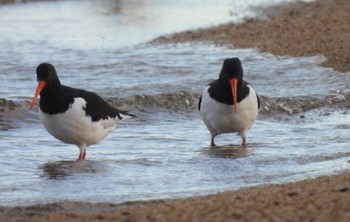 Eurasian Oystercatcher 高松干潟(四日市) Tue, 2/6/2024