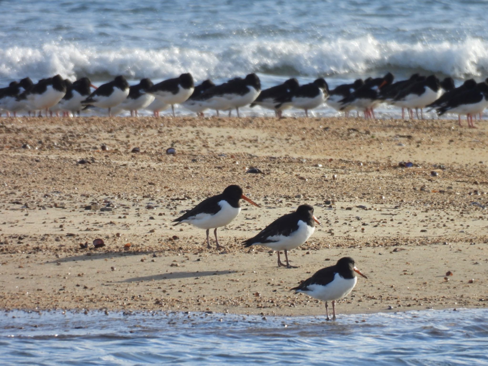 Eurasian Oystercatcher