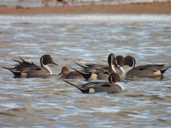 Northern Pintail 高松干潟(四日市) Tue, 2/6/2024