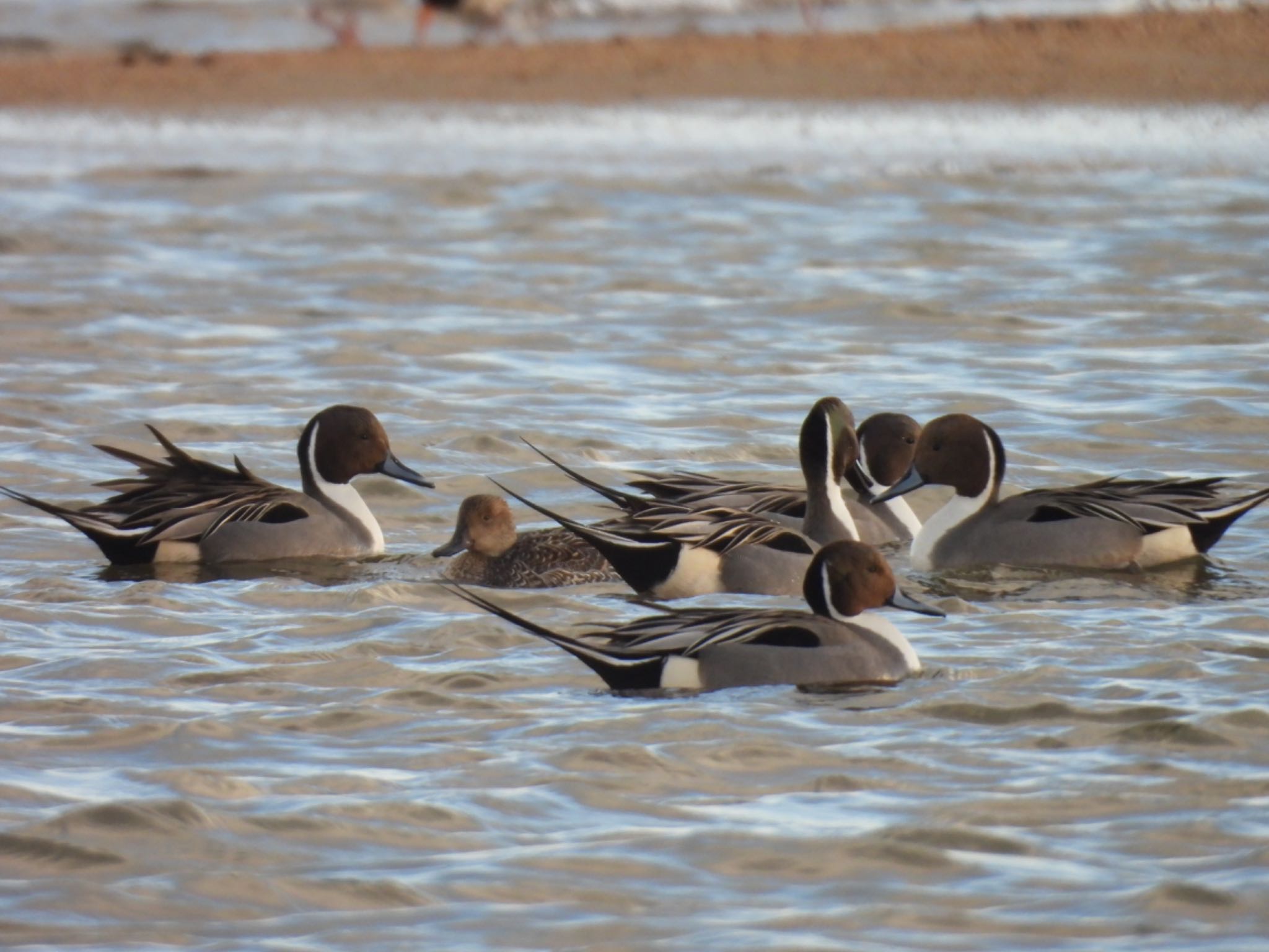 Northern Pintail