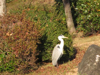 アオサギ 万博記念公園 2022年12月1日(木)