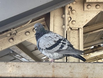 Rock Dove 神奈川県横浜市神奈川区 Sat, 2/3/2024