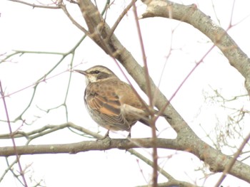 Dusky Thrush 万博記念公園 Fri, 12/16/2022