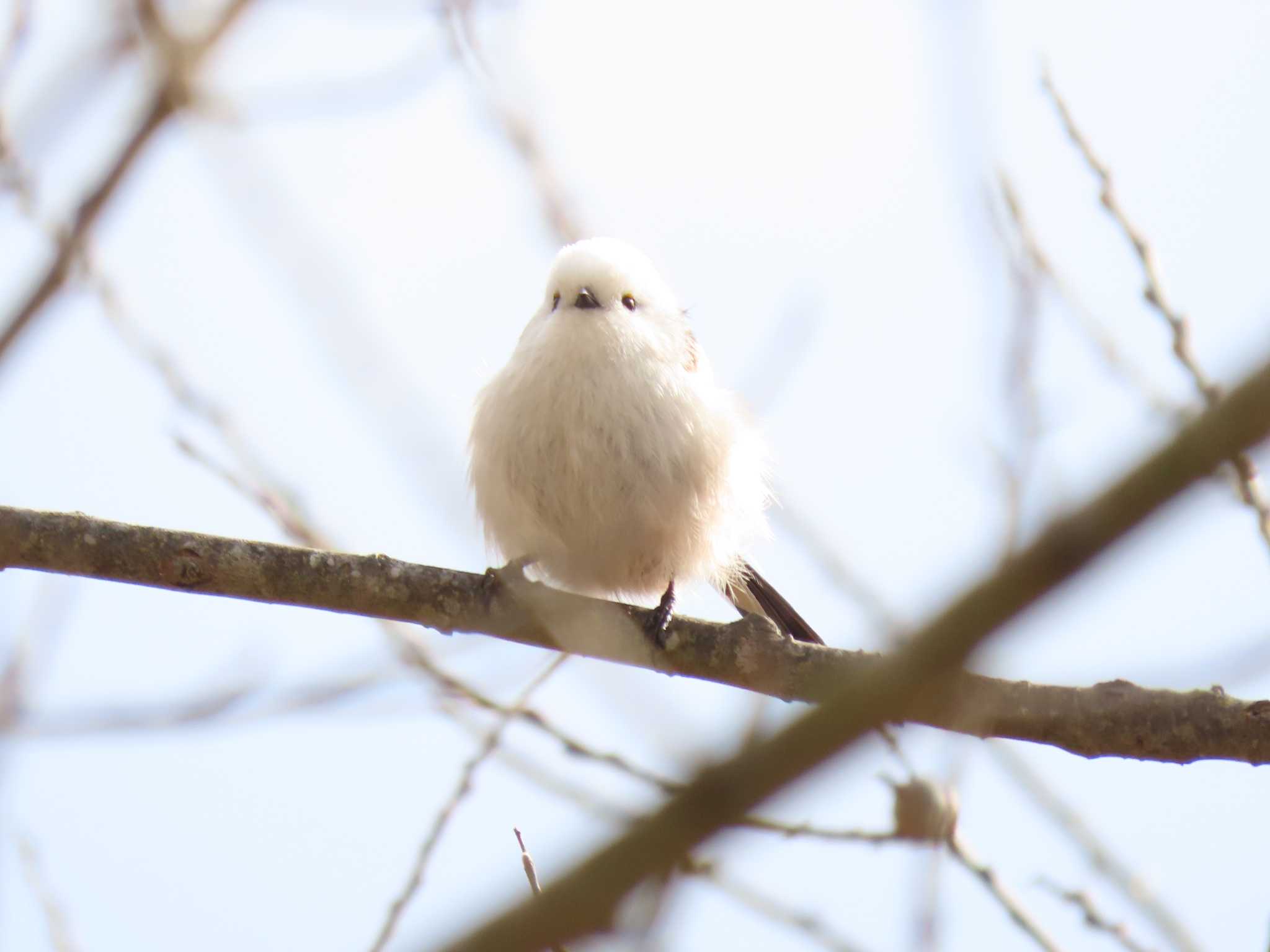 Long-tailed tit(japonicus)