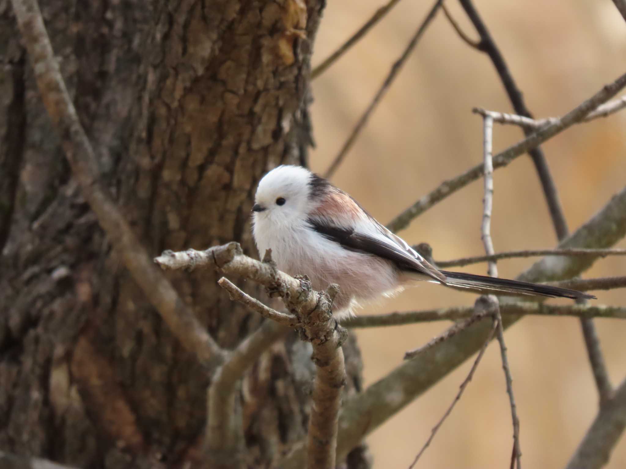 Long-tailed tit(japonicus)