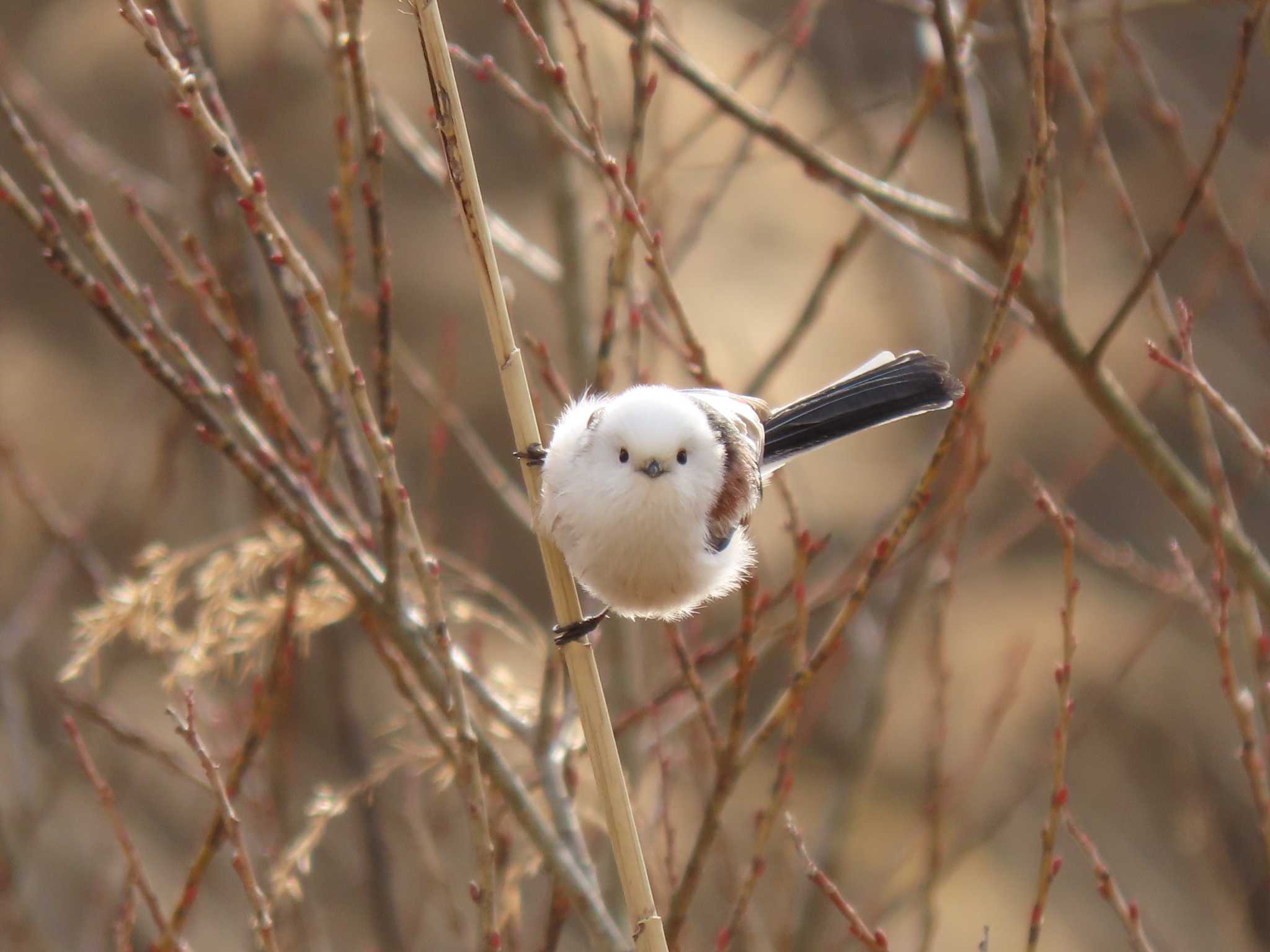 Long-tailed tit(japonicus)