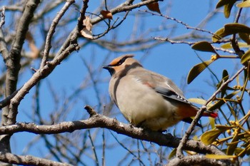 Japanese Waxwing Akigase Park Tue, 2/20/2018