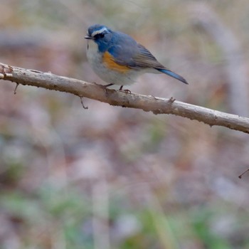 ルリビタキ 秋ヶ瀬公園(野鳥の森) 2024年1月28日(日)