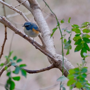 ルリビタキ 秋ヶ瀬公園(野鳥の森) 2024年1月28日(日)