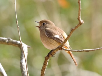 Thu, 2/8/2024 Birding report at 高崎自然の森