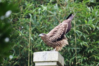 Black Kite 坂井海岸(常滑市) Sun, 9/12/2021