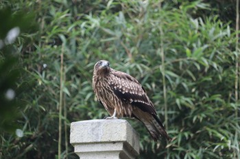 Black Kite 坂井海岸(常滑市) Sun, 9/12/2021