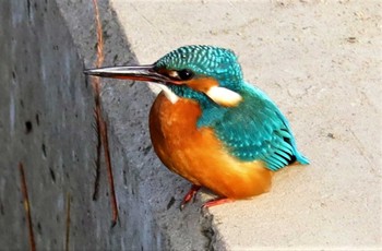 Common Kingfisher 大池公園 Sun, 12/26/2021