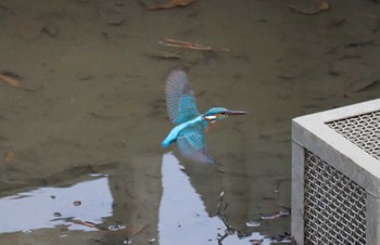 Common Kingfisher 大池公園 Sun, 12/26/2021