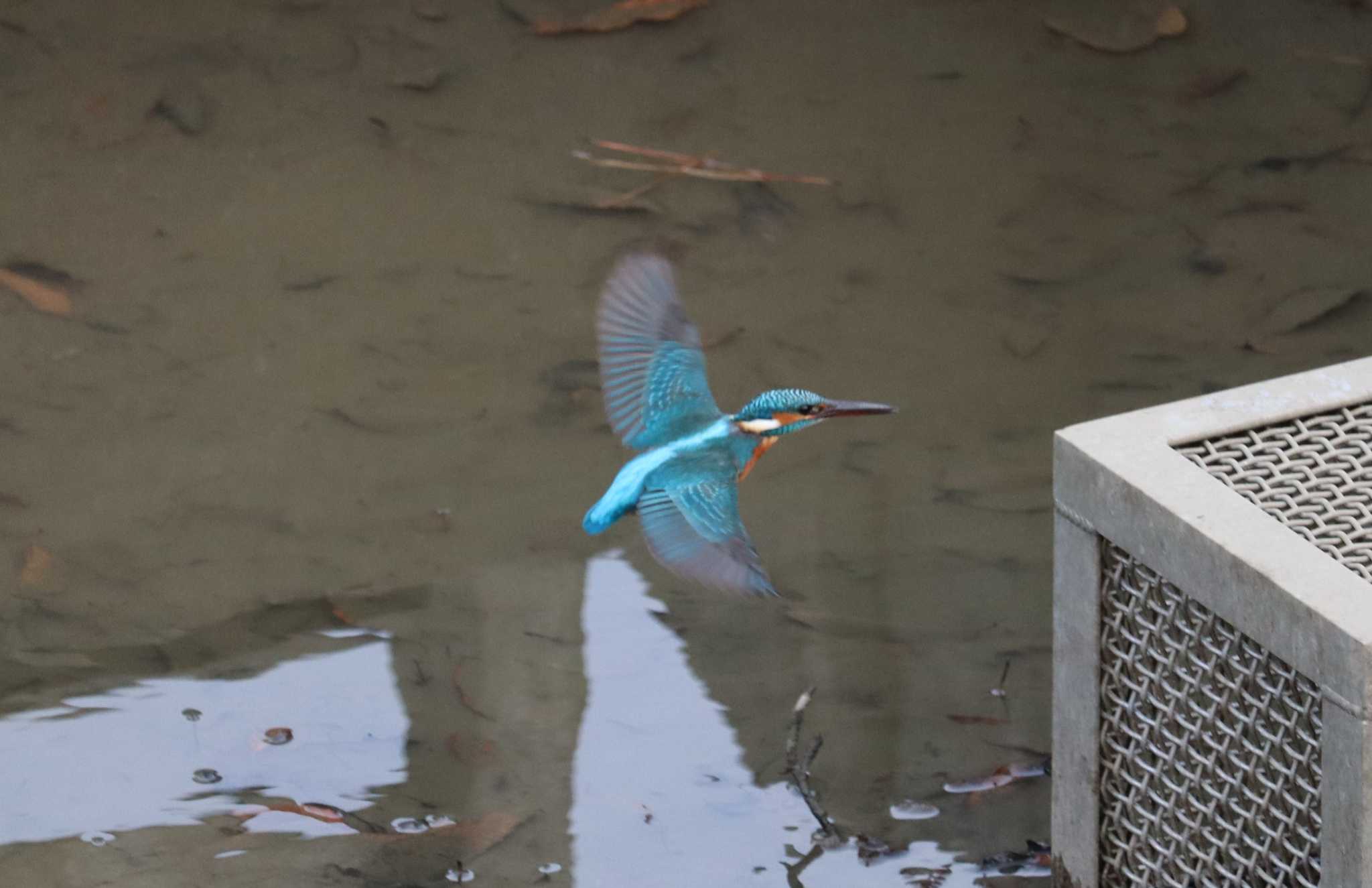 Photo of Common Kingfisher at 大池公園 by ぴーたま・まる