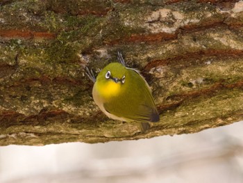 Warbling White-eye 高崎自然の森 Thu, 2/8/2024