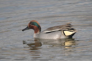 Eurasian Teal 秦野市 Thu, 2/8/2024