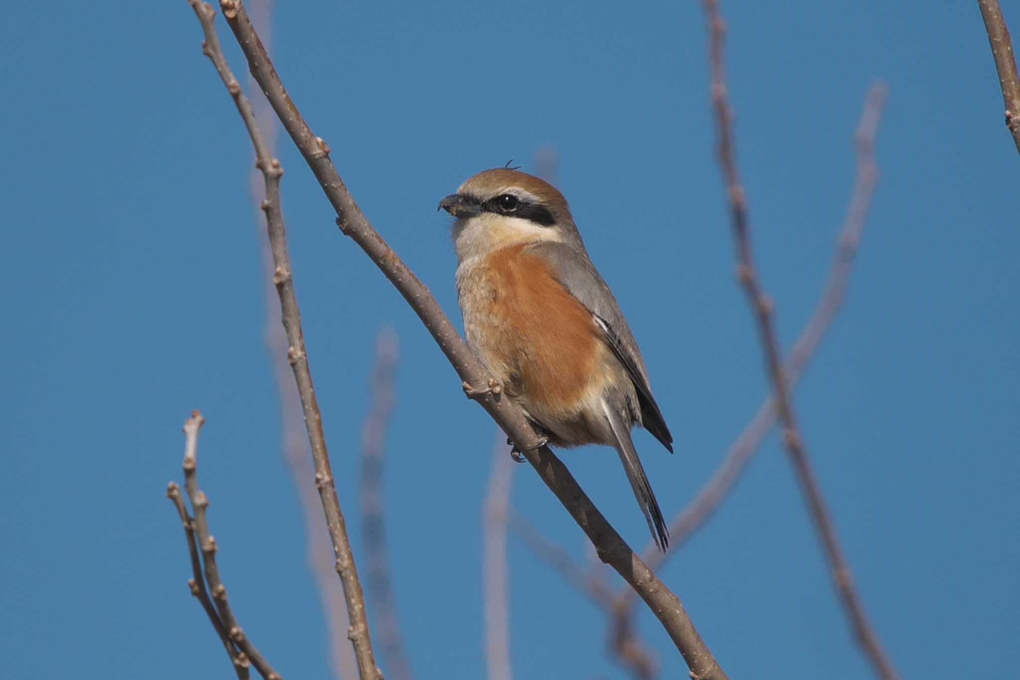 Photo of Bull-headed Shrike at 平塚市 by Y. Watanabe