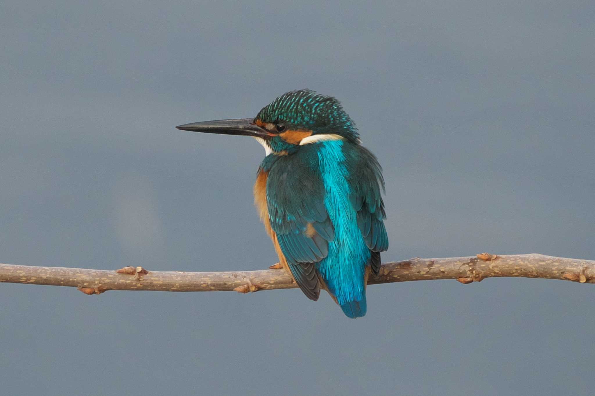 Photo of Common Kingfisher at 平塚市 by Y. Watanabe