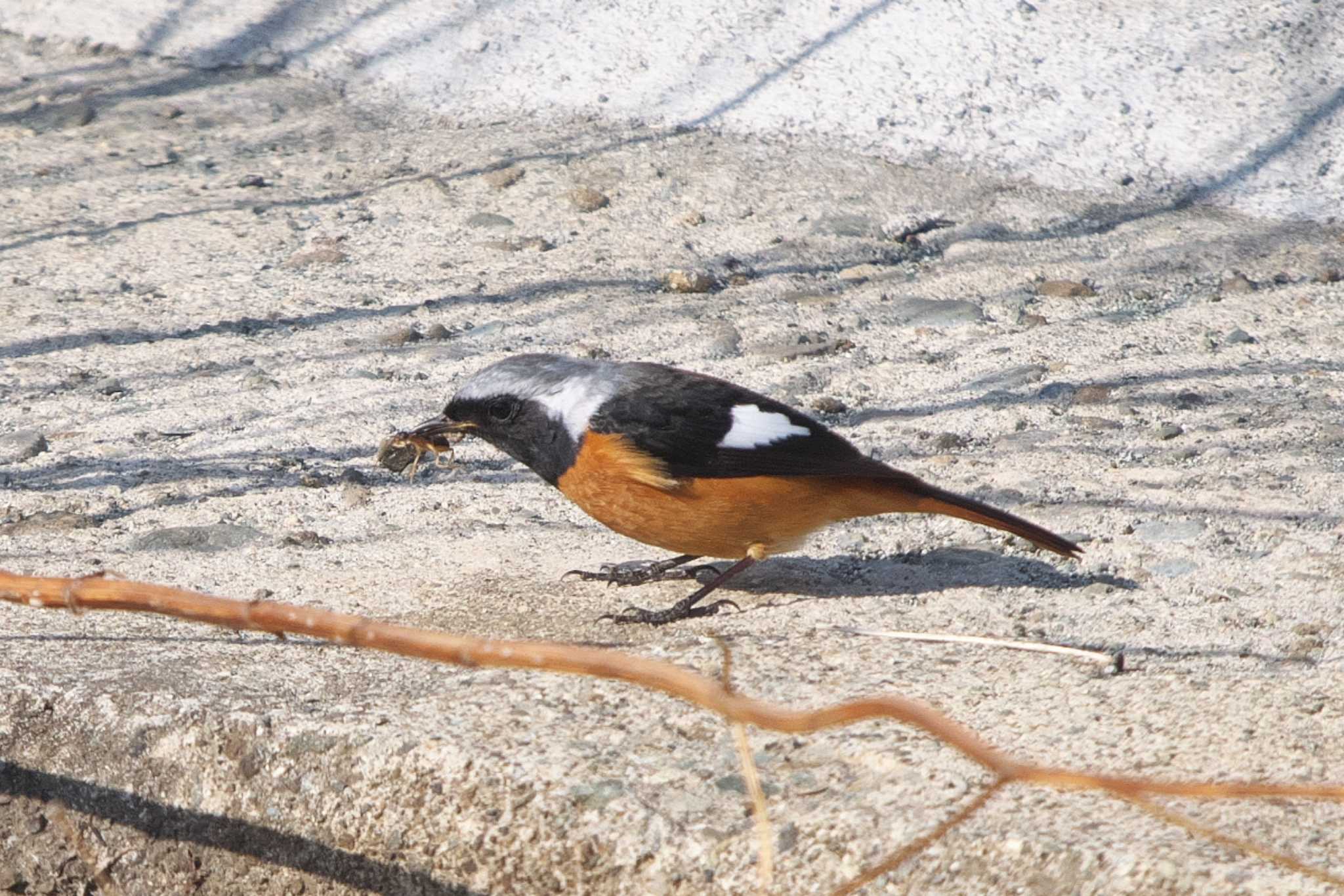 Photo of Daurian Redstart at 平塚市 by Y. Watanabe