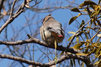 Japanese Waxwing Akigase Park Tue, 2/20/2018