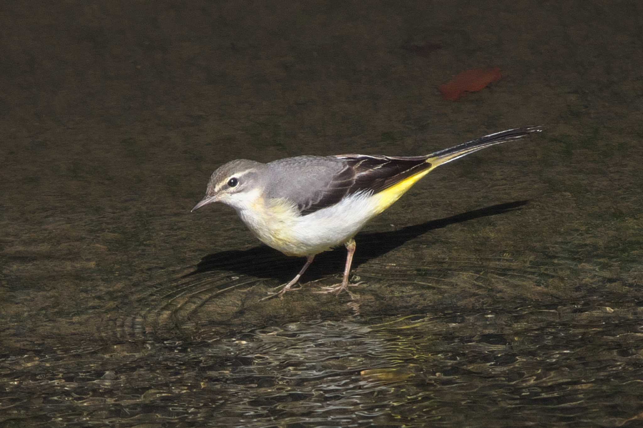 Grey Wagtail