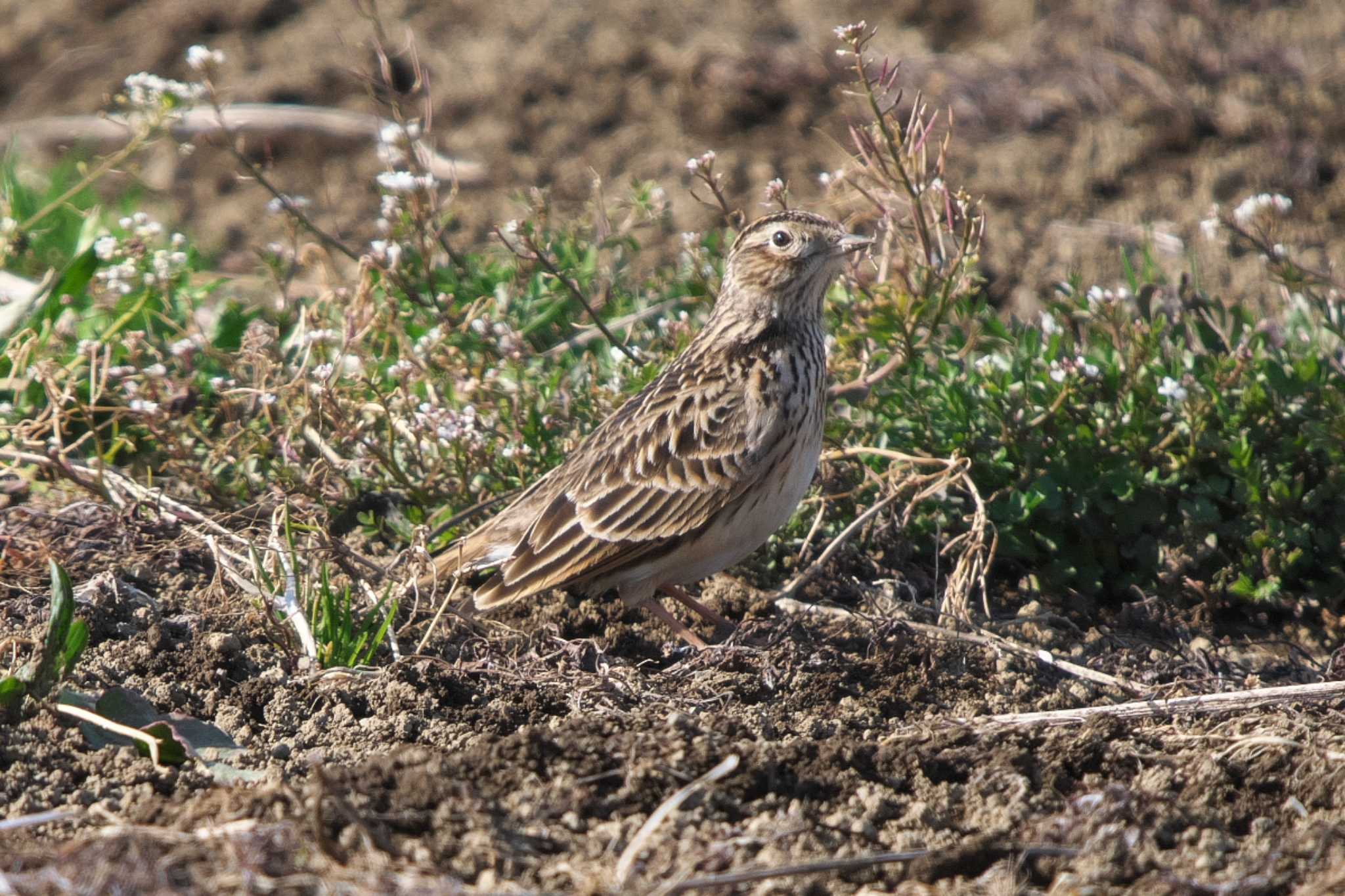 Eurasian Skylark