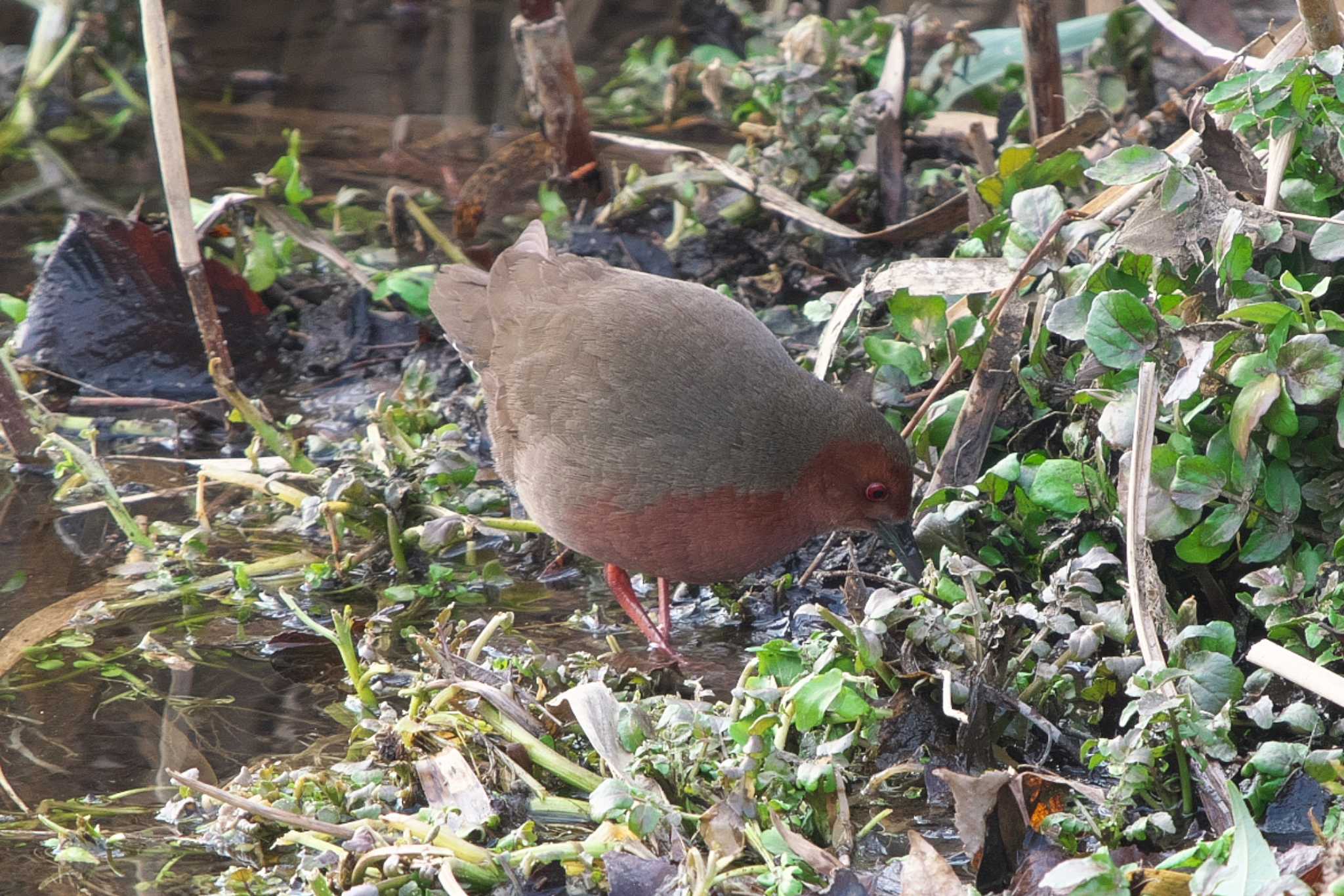 Photo of Ruddy-breasted Crake at 平塚市 by Y. Watanabe