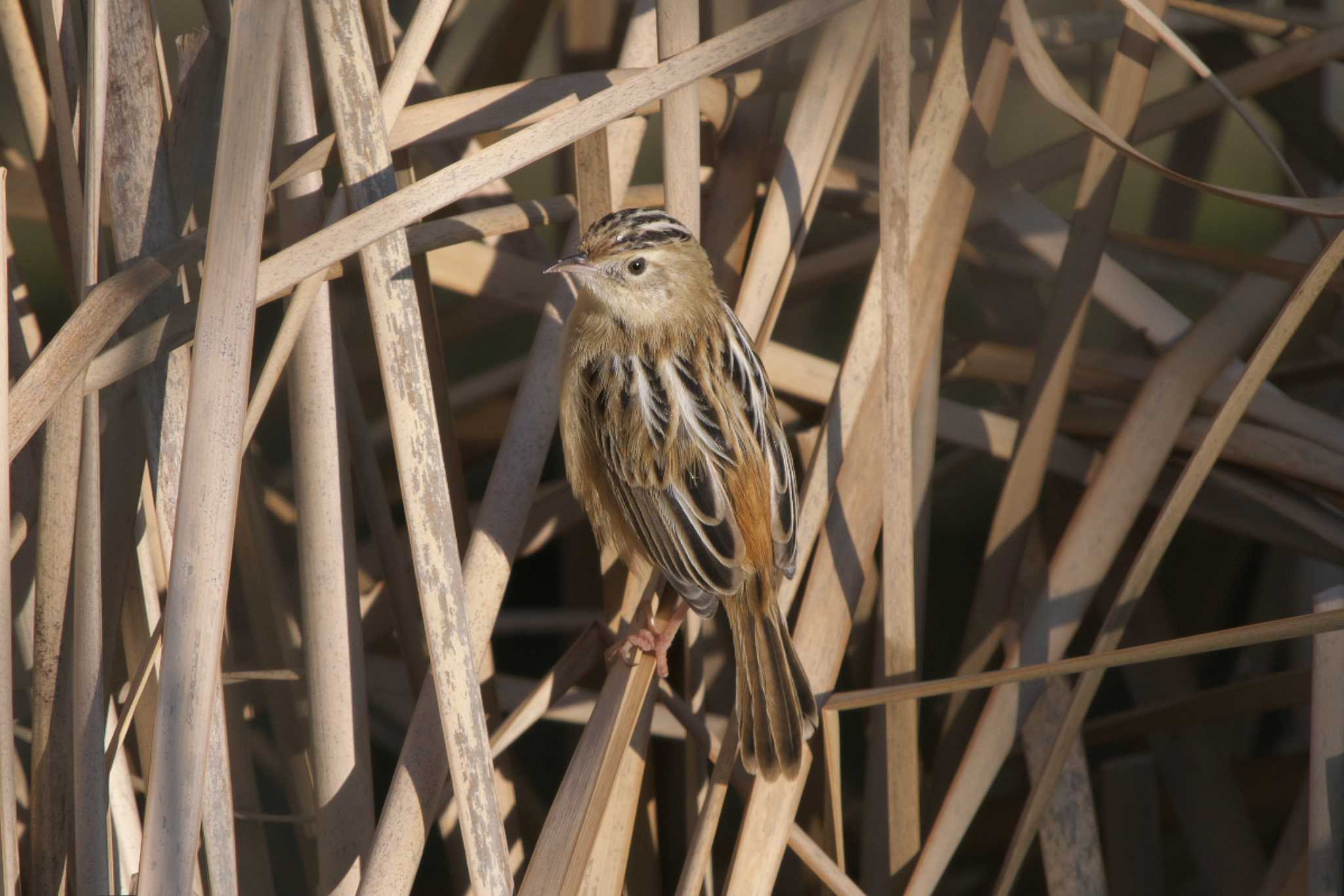 Zitting Cisticola