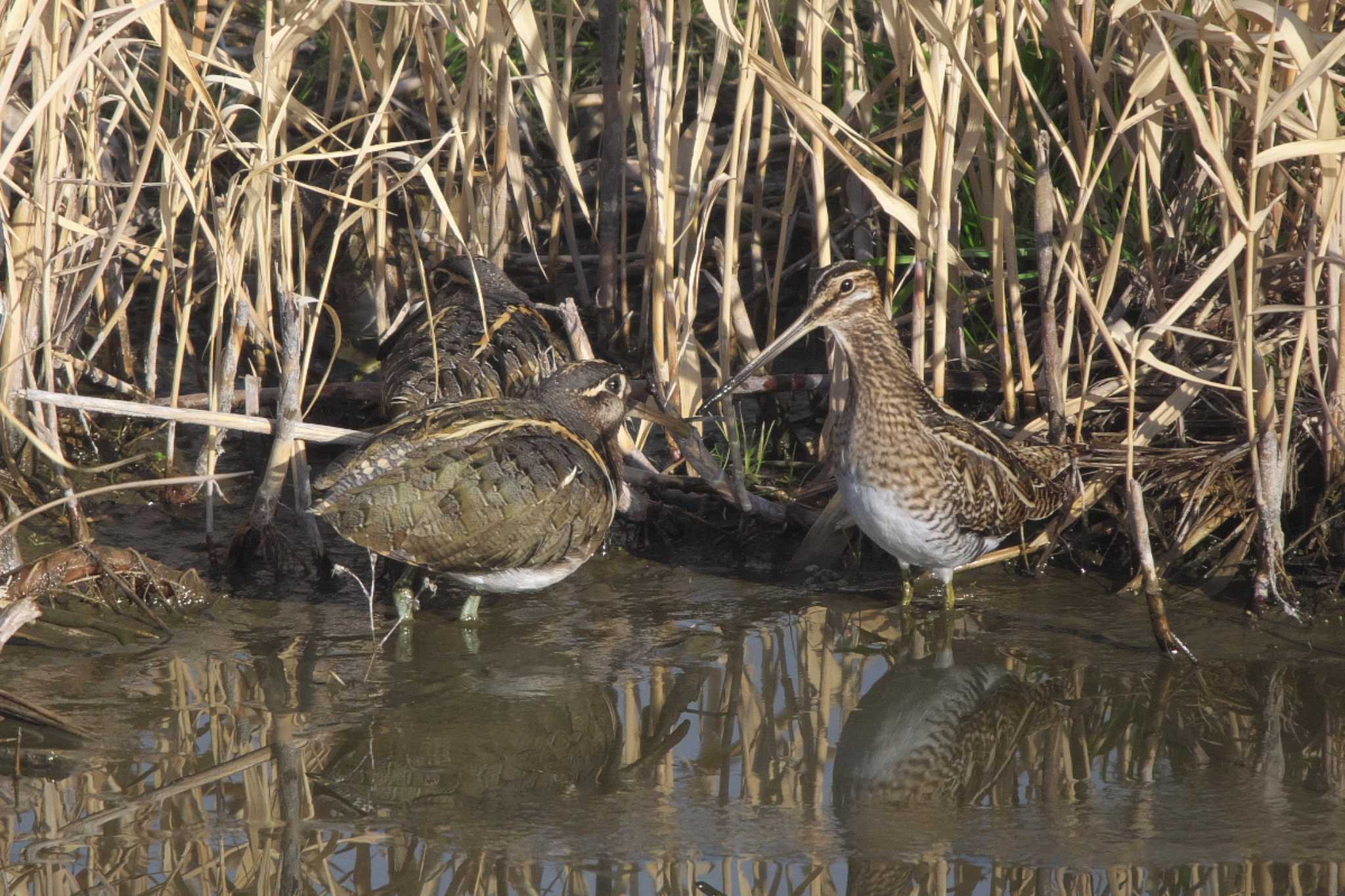 Photo of Common Snipe at 平塚市 by Y. Watanabe