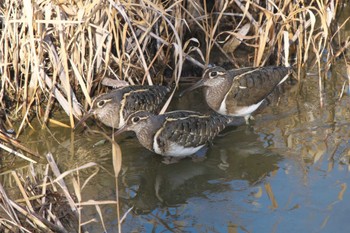 2024年2月8日(木) 平塚市の野鳥観察記録