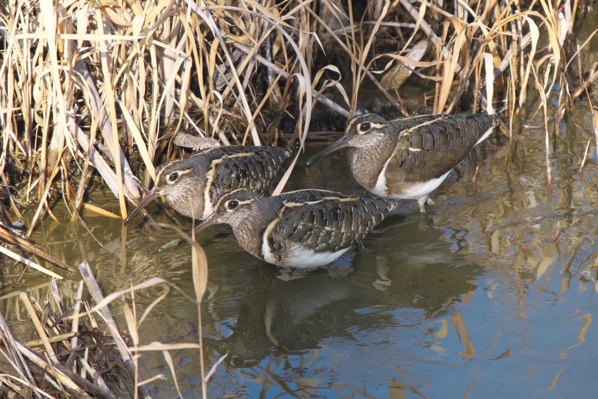 Photo of Greater Painted-snipe at 平塚市 by Y. Watanabe