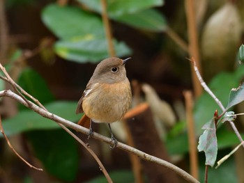 ジョウビタキ 東京港野鳥公園 2024年2月4日(日)