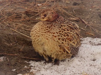 Common Pheasant 石狩川河口 Sat, 1/27/2024