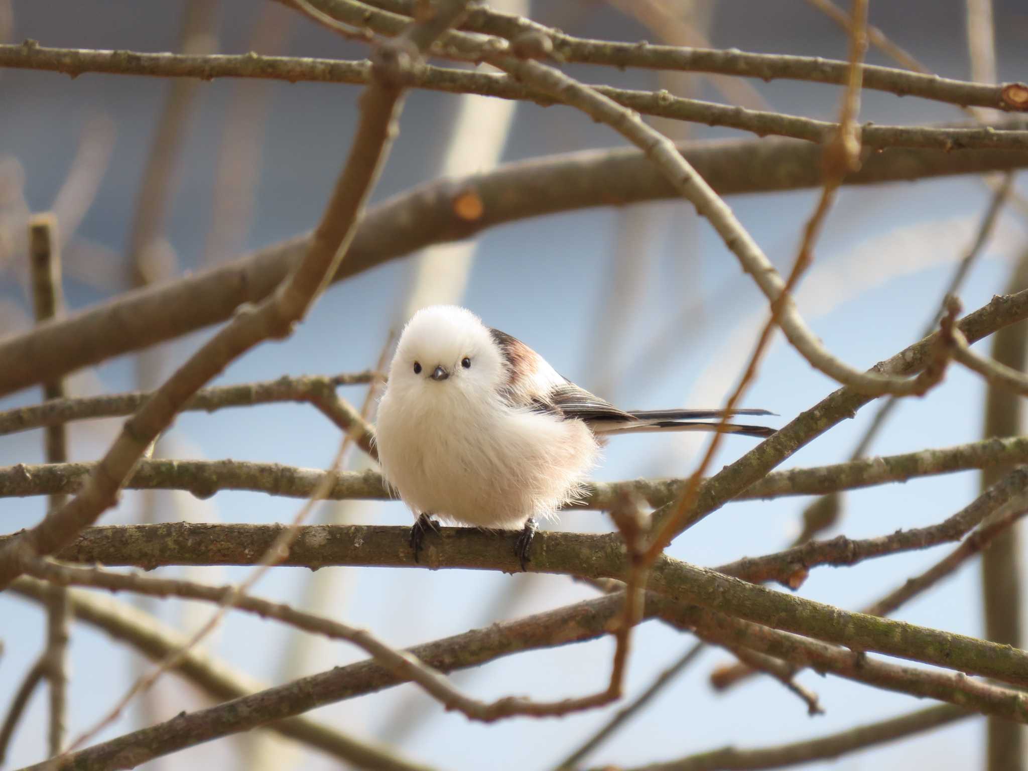 Long-tailed tit(japonicus)