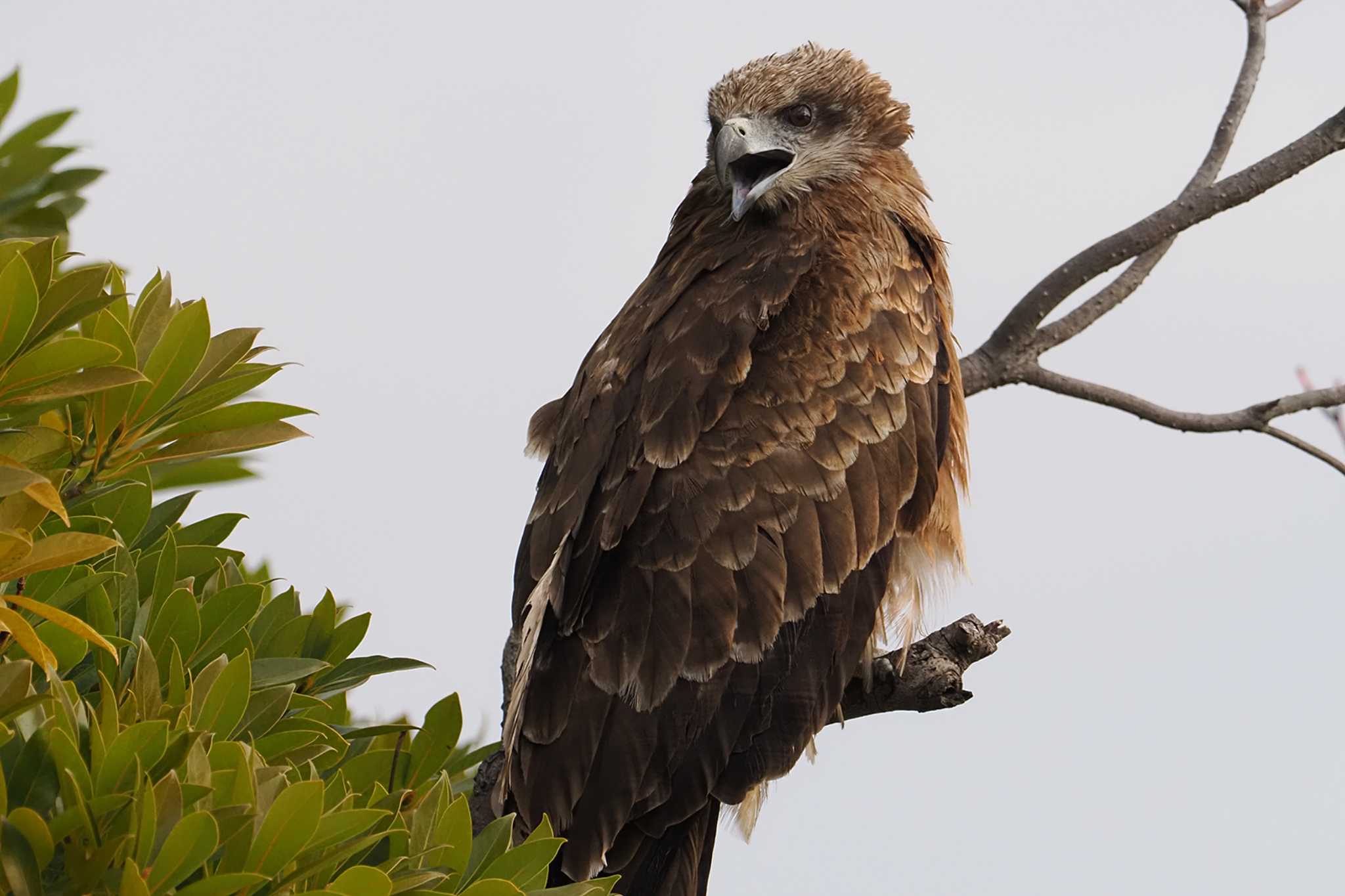 Black Kite