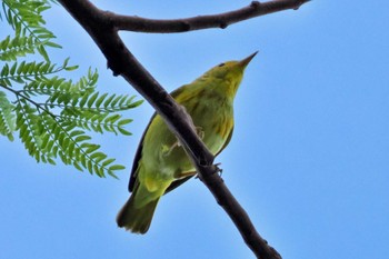 キイロアメリカムシクイ Trogon Lodge(Costa Rica) 2024年2月8日(木)