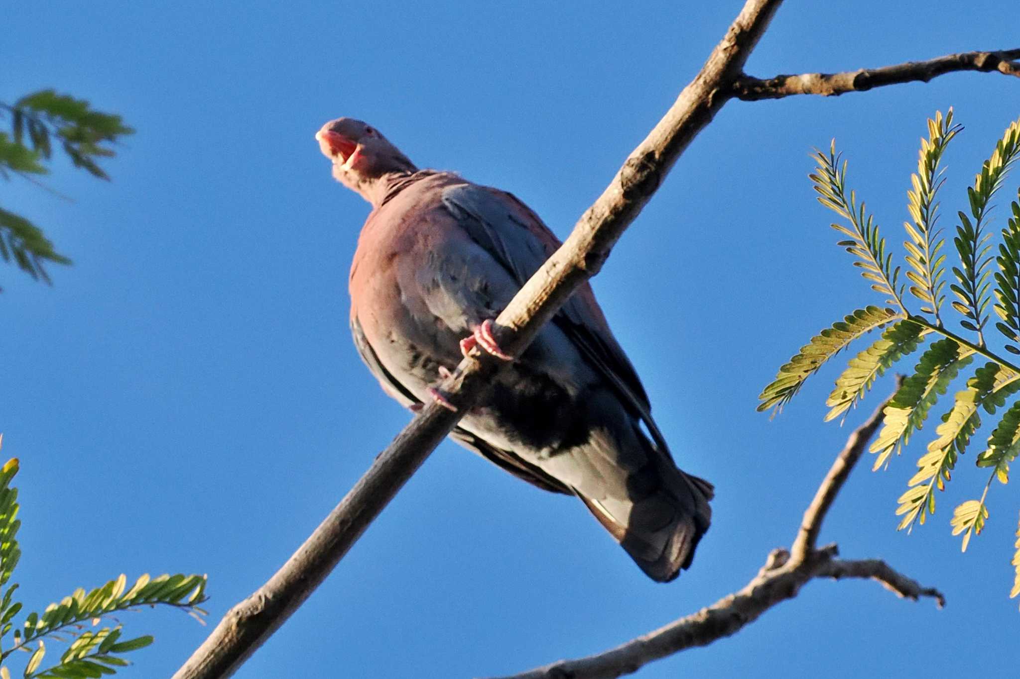 Photo of Red-billed Pigeon at Trogon Lodge(Costa Rica) by 藤原奏冥