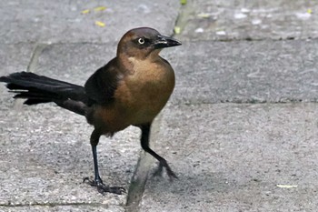 オナガクロムクトリモドキ