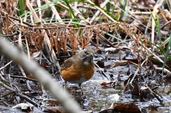 Eyebrowed Thrush じゅん菜池緑地(蓴菜池緑地) Sun, 12/24/2023