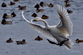 Tundra Swan 東庄県民の森 Wed, 1/3/2024