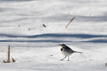 White Wagtail 神代植物公園 Wed, 2/7/2024