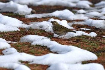 Olive-backed Pipit 神代植物公園 Wed, 2/7/2024