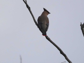 Japanese Waxwing 稲佐山公園 Thu, 2/8/2024