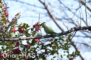 ワカケホンセイインコ 東京都多摩地域 2024年2月8日(木)